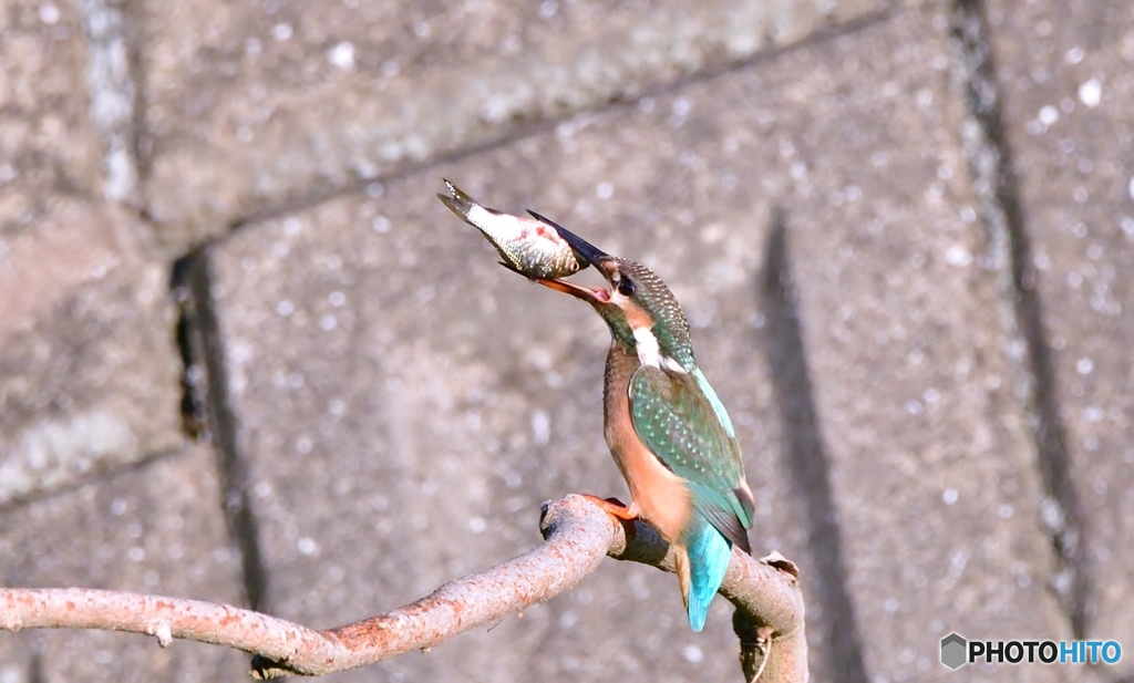 一丁前に獲ってます(;^ω^)