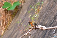今朝のカワセミ①