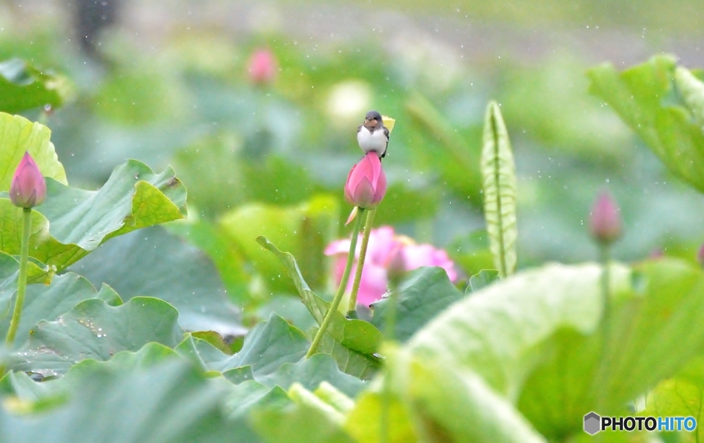 ハス　ツバ(;^ω^)