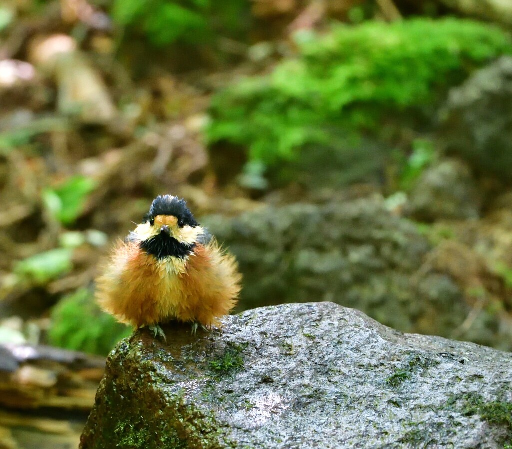 ヤマガラ～水浴場