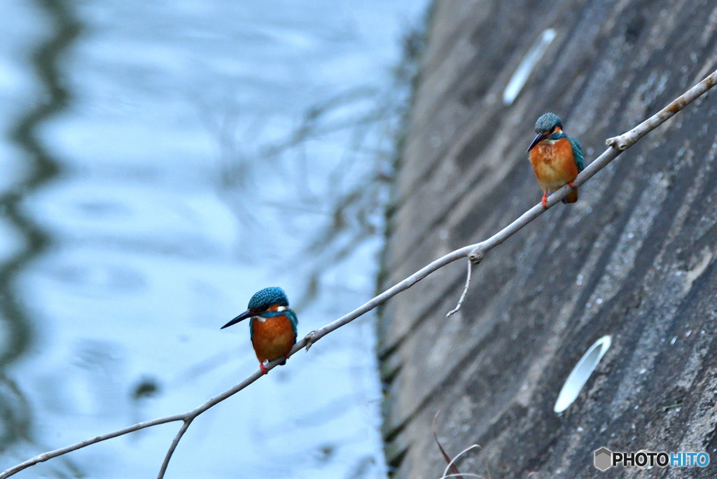 いかにせよと　この頃か(^^♪