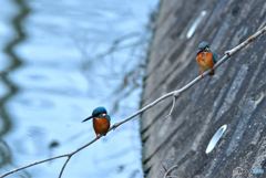 いかにせよと　この頃か(^^♪