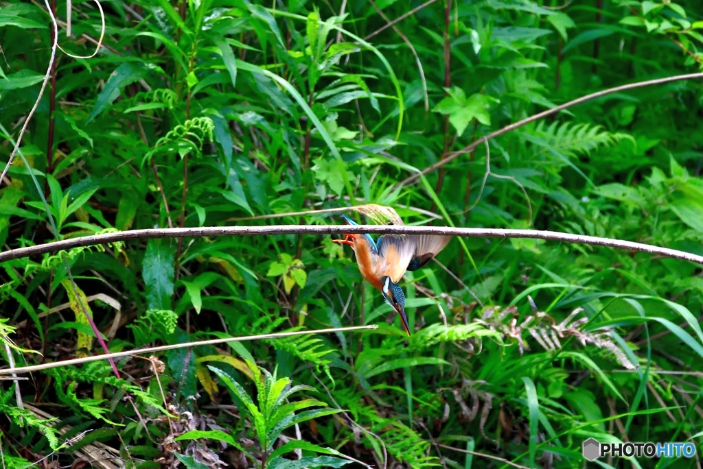 5月4日お昼前のカワセミ