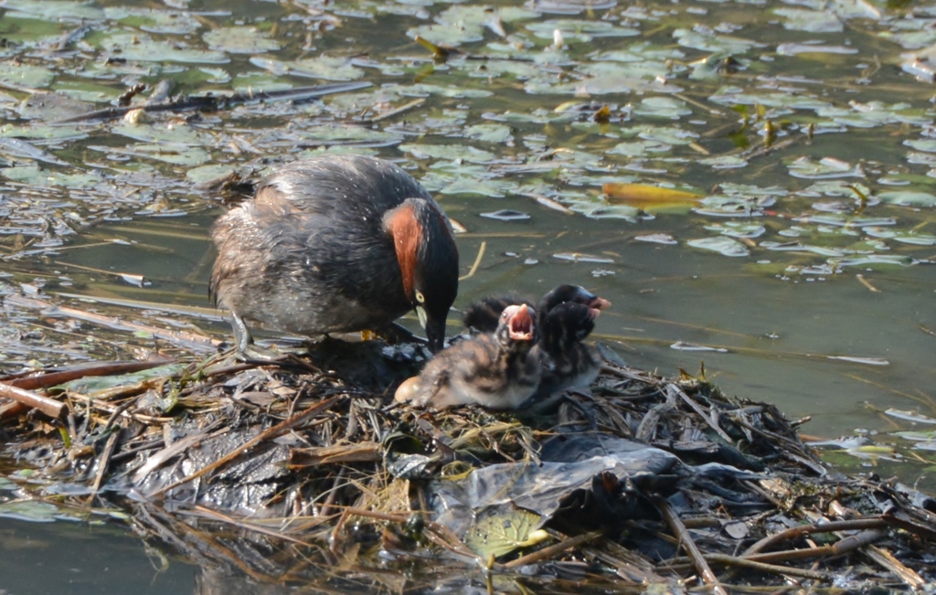 今朝のカイツブリ
