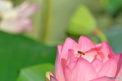 蓮蜜