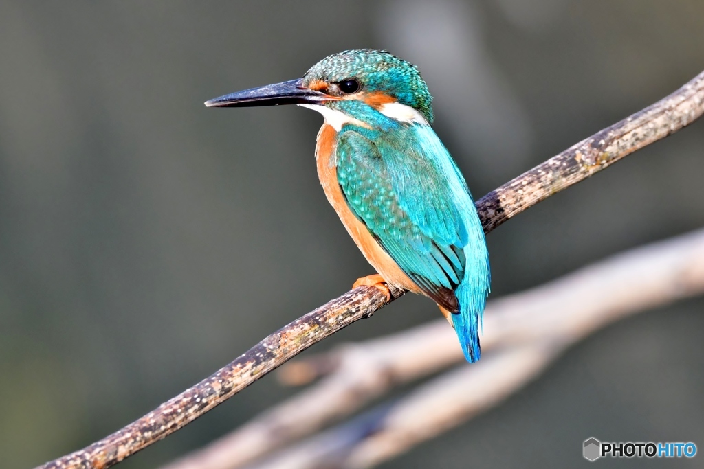 今朝のカワ雄①