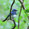 オオルリの森　併せて⑩