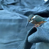 カワセミ