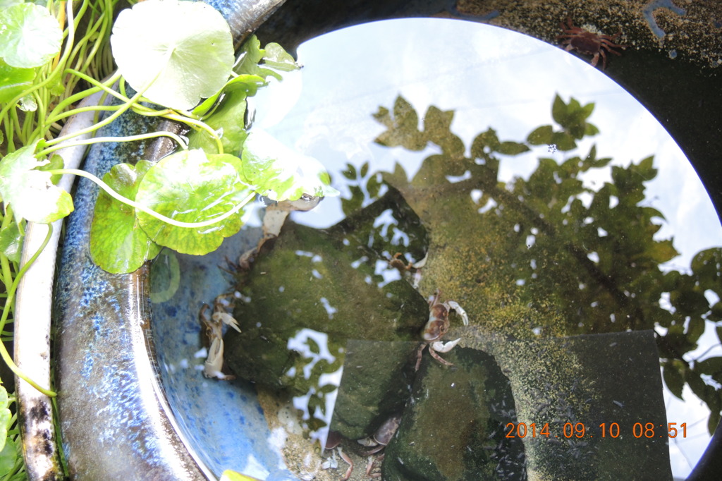 カニ・アクリウム？