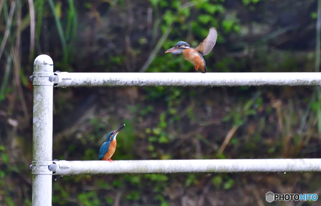 わ～い求愛給餌だ～