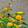 ランタナにホウジャクがやって来た(;^ω^)