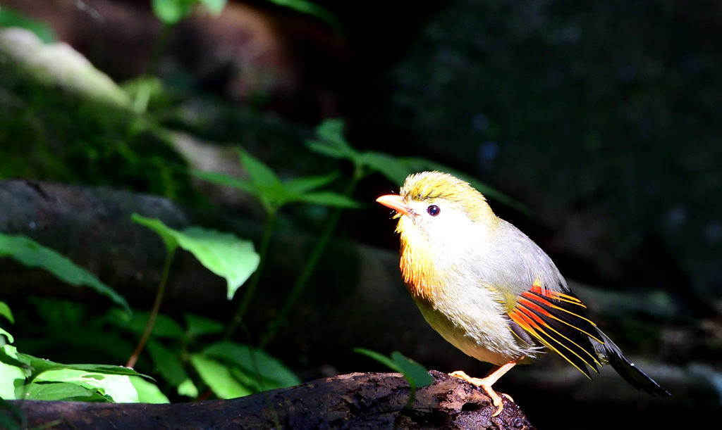 木洩れ日ソウシチョウ