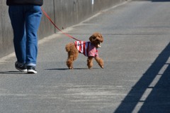 お散歩犬