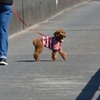 お散歩犬