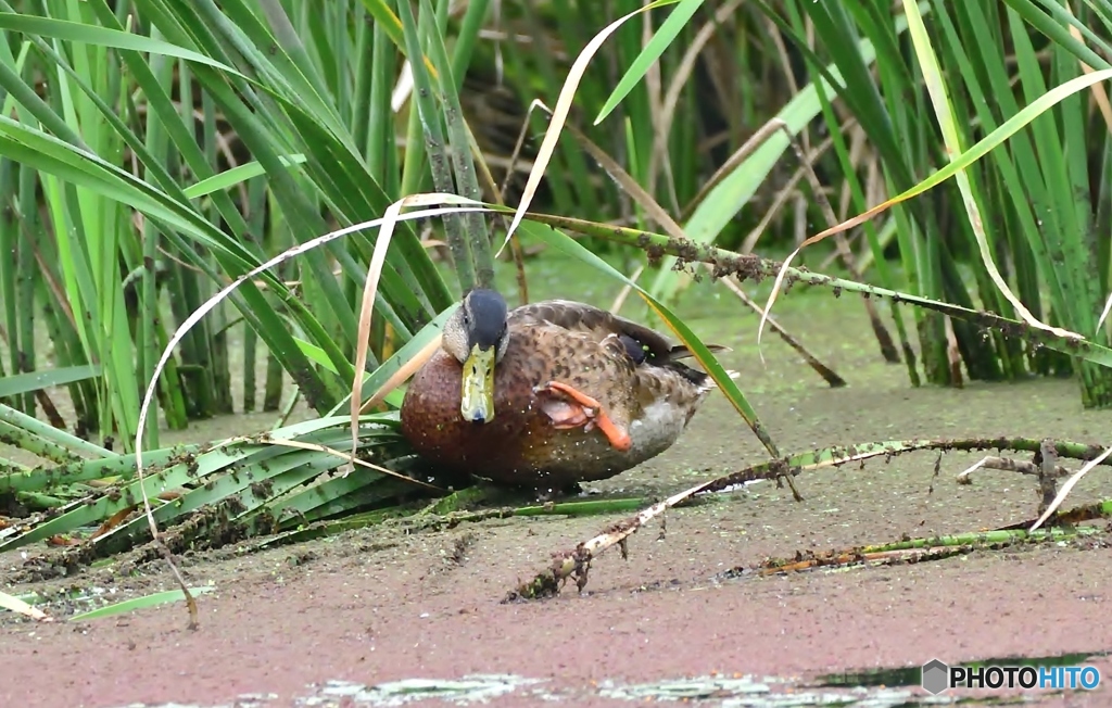 マガモ♀若