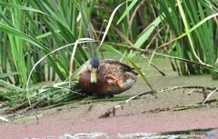 マガモ♀若