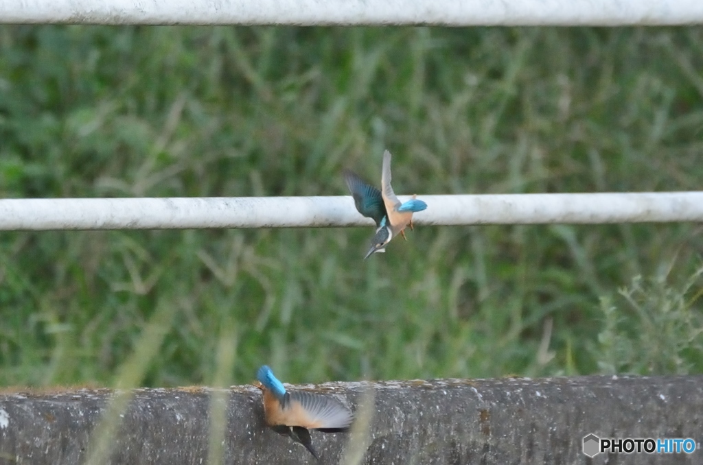 今朝のカワセミ④
