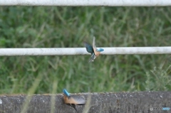 今朝のカワセミ④
