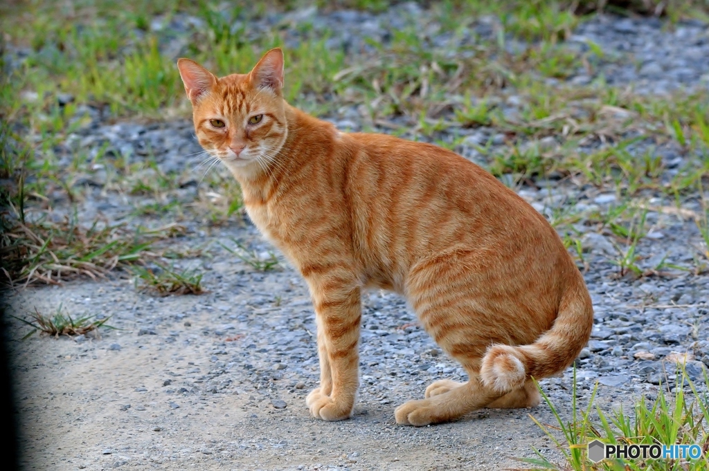 こいつもカワセミ狙い(;^ω^)