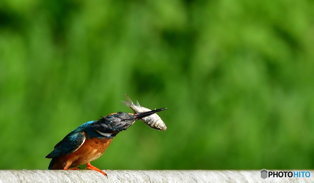 カワセミ急便②