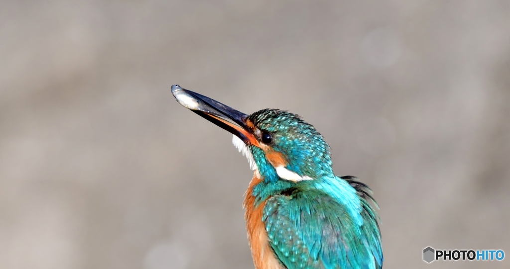 今朝のカワ雄②