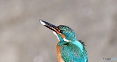 今朝のカワ雄②