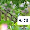 大雨の合間に②