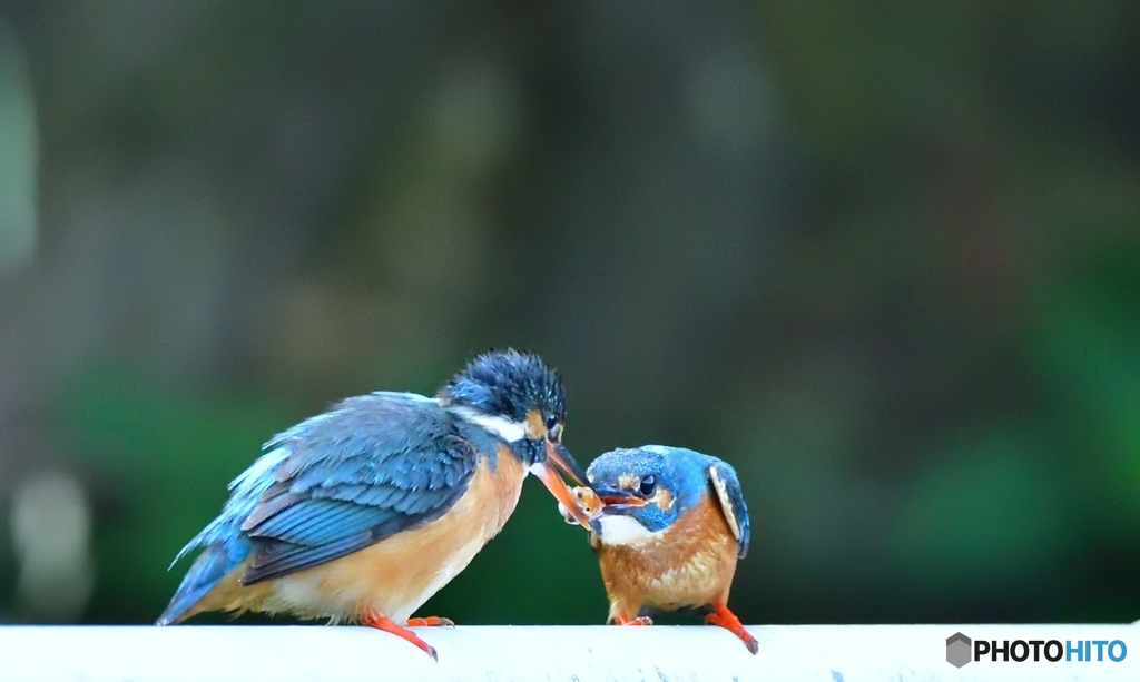 朝ご飯はいかがでしょう。②