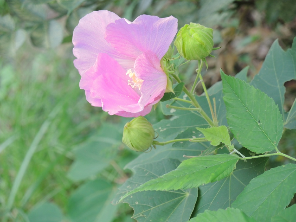 芙蓉