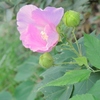 芙蓉