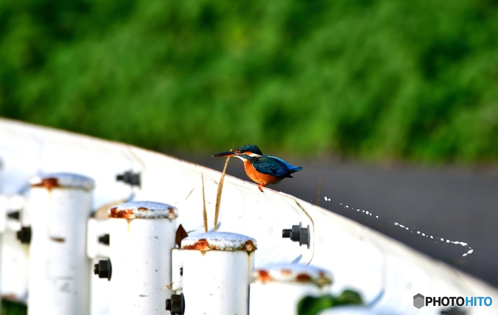 ガードレールセミ子ちゃん②