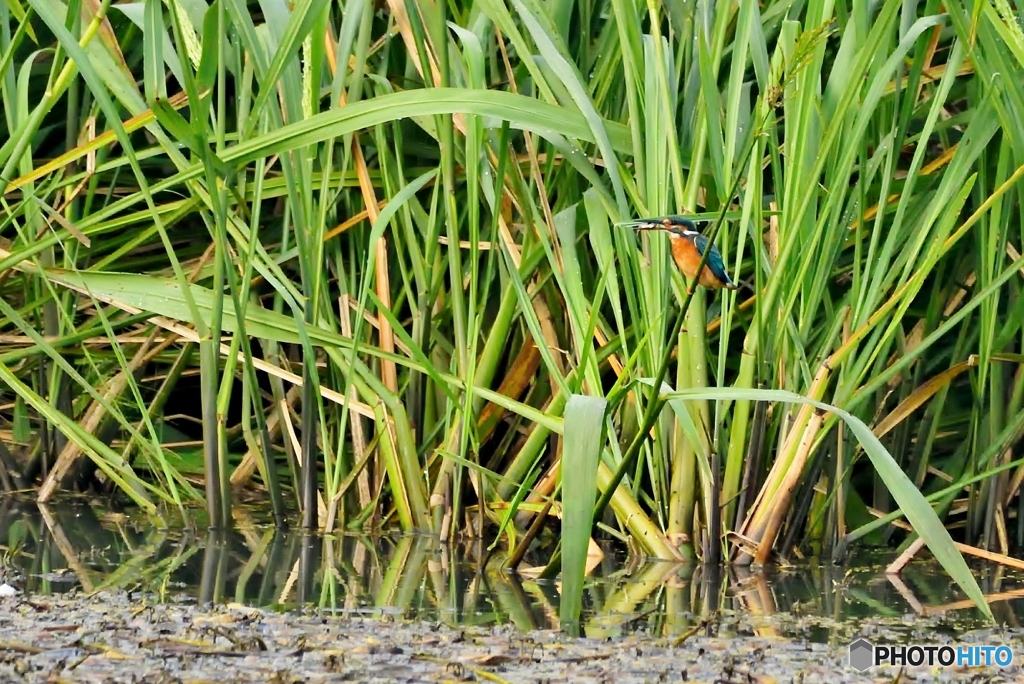遠いカワセミ②