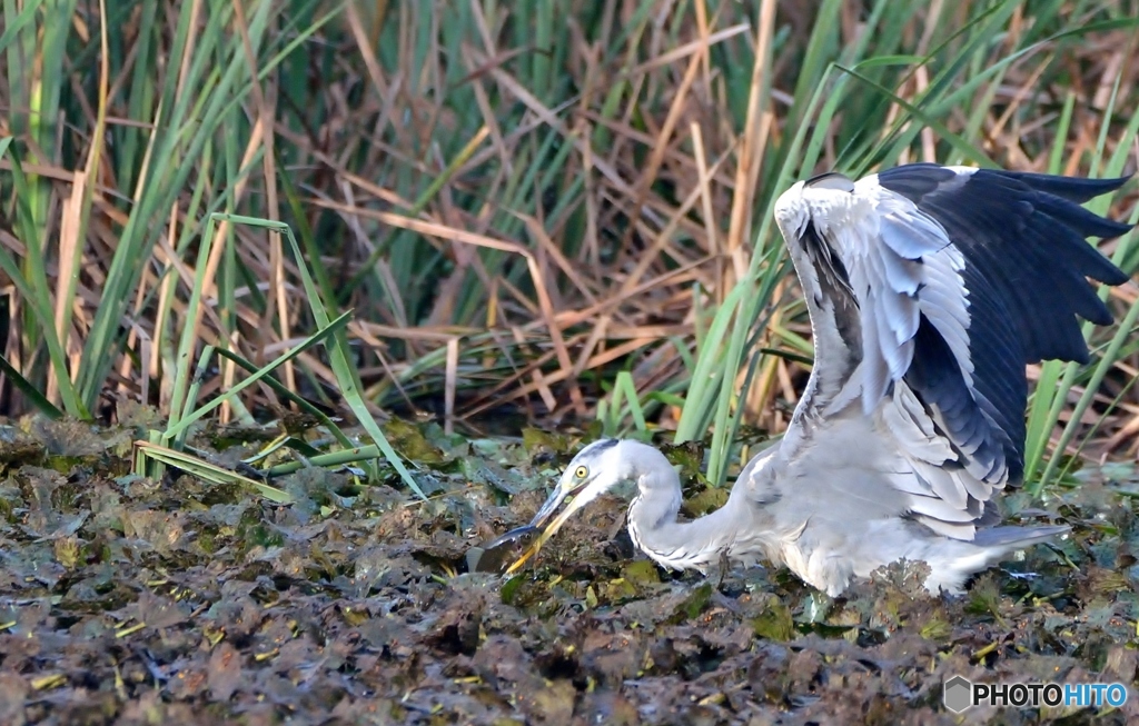 アオサギの朝食～閲覧注意