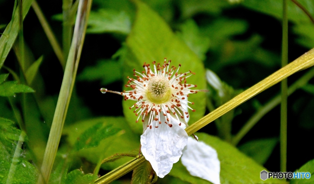 野苺の花托