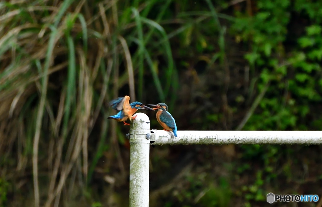 わ～い求愛給餌だ～③