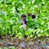 花　喰らう