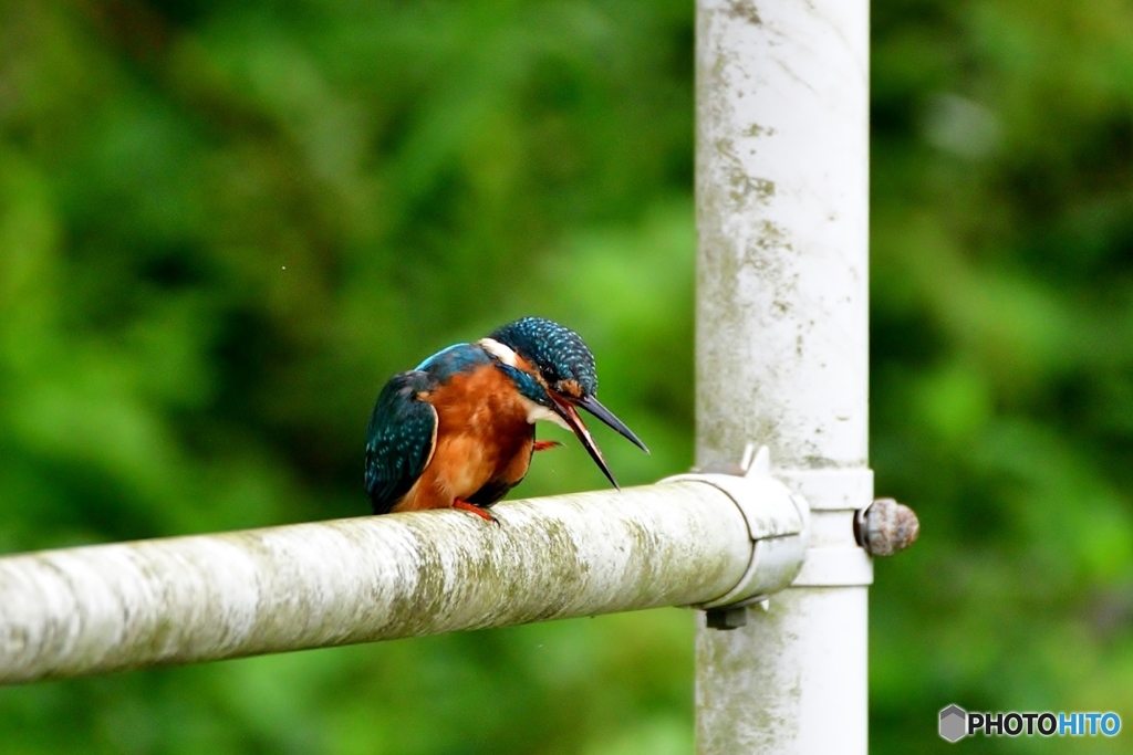 へどもどする(;^ω^)