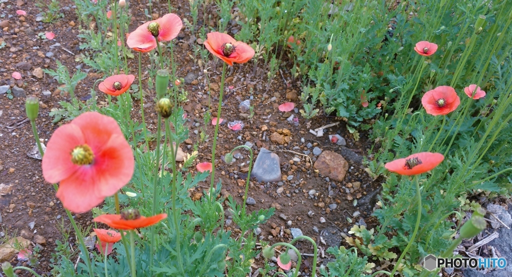 家解けて更地に紅きケシの花