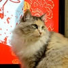 ねこ思う故に我あり
