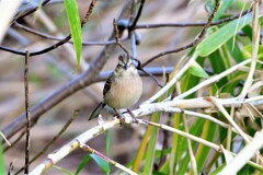 ホオジロ？カシラダカ幼鳥？