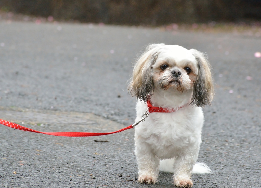 お散歩犬　梅守犬？