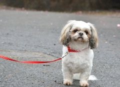 お散歩犬　梅守犬？