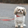 お散歩犬　梅守犬？