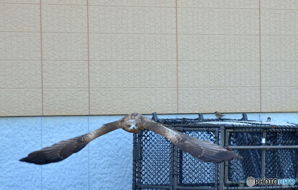 スズメもビックリ①
