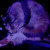 「瀕死の白鳥」のポーズ
