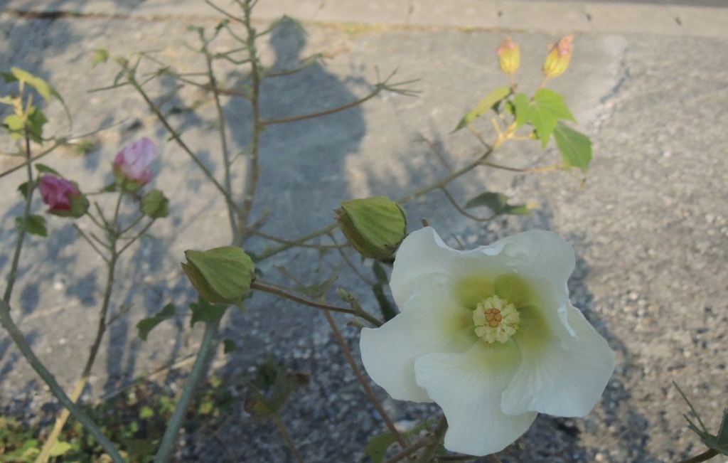 芙蓉