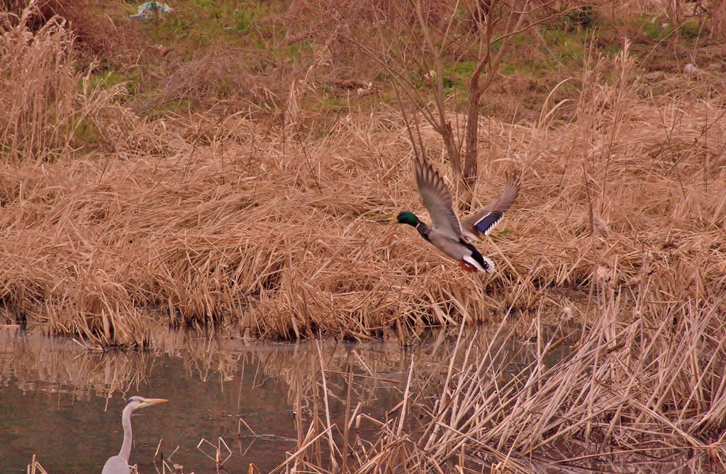 見守るアオサギ