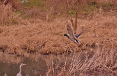 見守るアオサギ