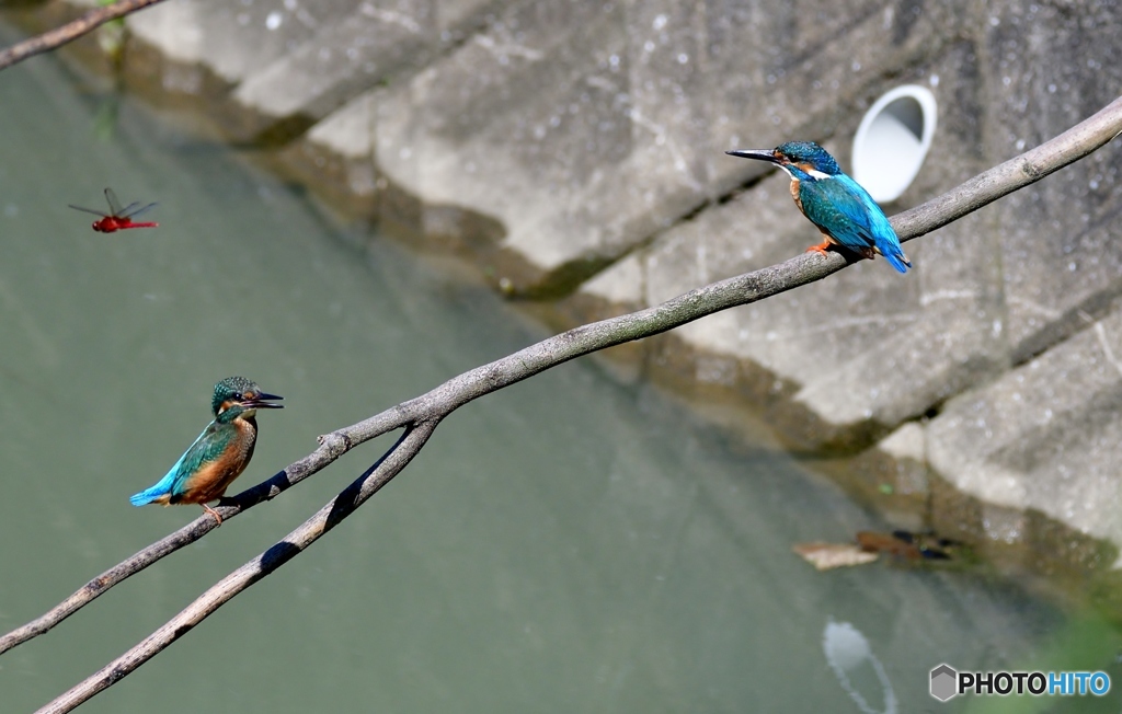 鳥啼き