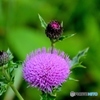 薊①